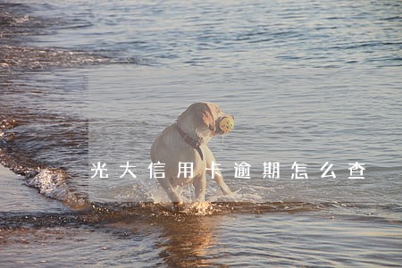 光大信用卡逾期怎么查 光大信用卡逾期怎么查