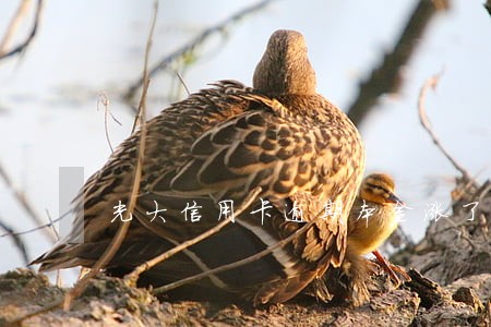 光大信用卡逾期本金涨了 光大信用卡逾期本金涨了