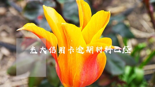 光大信用卡逾期材料已经 光大信用卡逾期材料已经