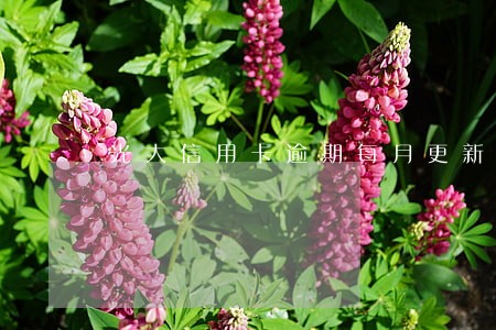 光大信用卡逾期每月更新吗 光大信用卡逾期每月更新吗