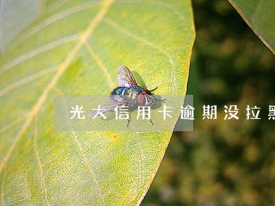 光大信用卡逾期没拉黑能用吗 光大信用卡逾期没拉黑能用吗