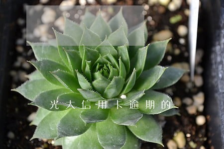 光大信用卡逾期的 光大信用卡逾期的