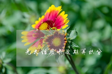 光大信用卡逾期算积分 光大信用卡逾期算积分