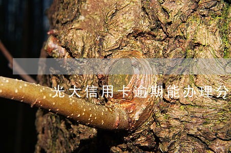 光大信用卡逾期能办理分期 光大信用卡逾期能办理分期