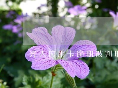 光大信用卡逾期被判刑