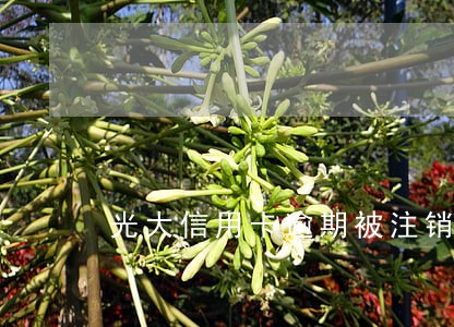 光大信用卡逾期被注销
