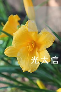 光大信用卡逾期让先还意向金 光大信用卡逾期让先还意向金