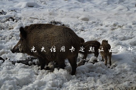 光大信用卡逾期让去卡部 光大信用卡逾期让去卡部