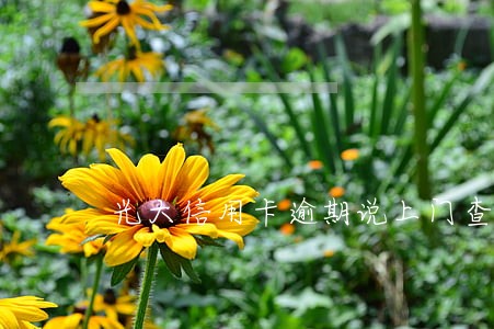 光大信用卡逾期说上门查