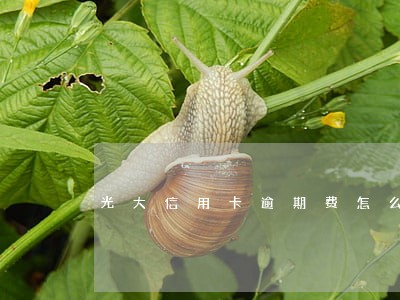 光大信用卡逾期费怎么算