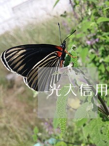 光大信用卡逾期费用怎么查询