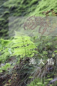 光大信用卡逾期还了还能刷吗 光大信用卡逾期还了还能刷吗
