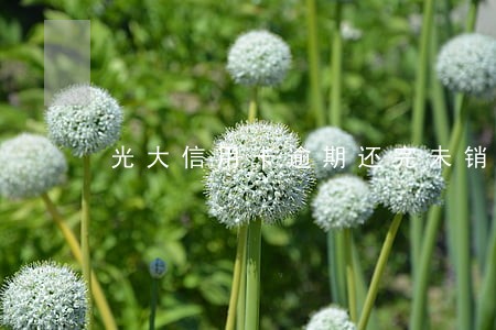 光大信用卡逾期还完未销卡年费 光大信用卡逾期还完未销卡年费