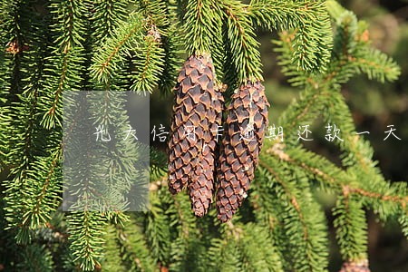 光大信用卡逾期还款一天行不行 光大信用卡逾期还款一天行不行