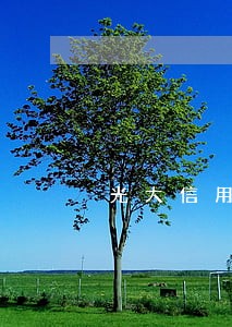 光大信用卡逾期还款还收违约金 光大信用卡逾期还款还收违约金