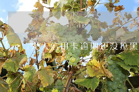光大信用卡逾期还没拉黑能用吗 光大信用卡逾期还没拉黑能用吗