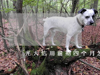 光大信用逾期四个月怎么办