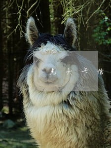 光大卡信用卡还款逾期