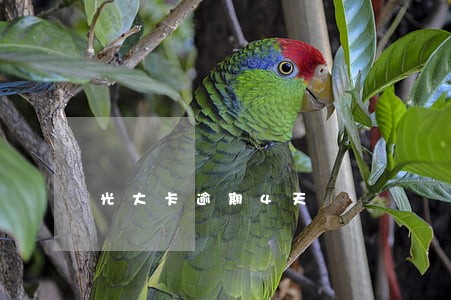 光大卡逾期4天 光大卡逾期4天