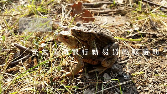 光大工商银行薪易贷还款逾期 光大工商银行薪易贷还款逾期