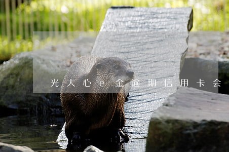 光大心e金逾期信用卡会停用吗