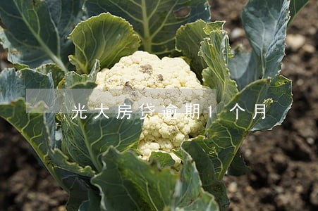 光大房贷逾期1个月 光大房贷逾期1个月