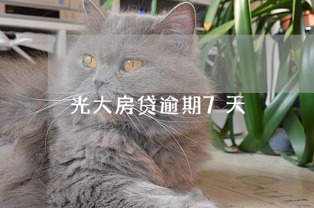 光大房贷逾期7天 光大房贷逾期7天