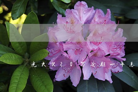 光大欠20万逾期一年怎么办 光大欠20万逾期一年怎么办