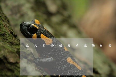 光大白金信用卡逾期5天 光大白金信用卡逾期5天