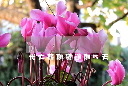 光大薪期贷逾期5天