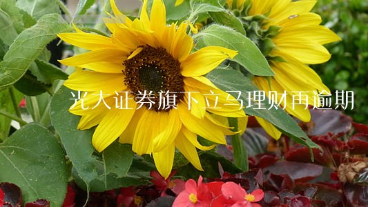 光大证券旗下立马理财再逾期 光大证券旗下立马理财再逾期