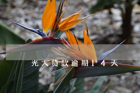 光大贷款逾期14天 光大贷款逾期14天
