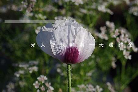 光大贷款逾期一天滞纳金多少 光大贷款逾期一天滞纳金多少