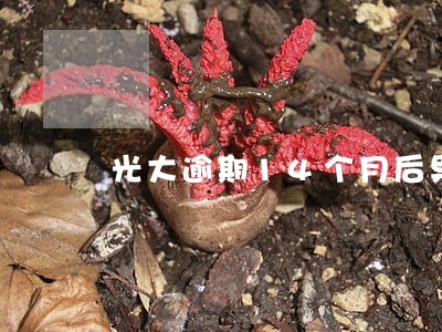 光大逾期14个月后果 光大逾期14个月后果