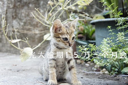 光大逾期15万三个月会被立案吗 光大逾期15万三个月会被立案吗