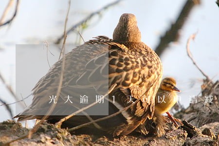 光大逾期1天可以申请减免利息吗 光大逾期1天可以申请减免利息吗
