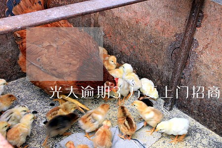 光大逾期3万要上门招商 光大逾期3万要上门招商