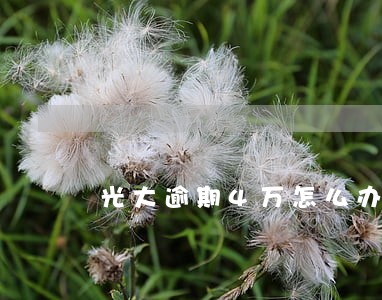 光大逾期4万怎么办上海