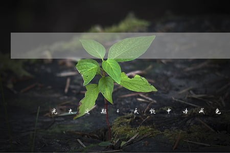 光大逾期4天能申请减免吗 光大逾期4天能申请减免吗