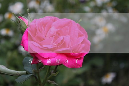 光大逾期8千 光大逾期8千