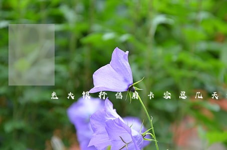 光大银行信用卡容忍几天逾期 光大银行信用卡容忍几天逾期