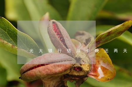 光大银行信用卡晚还两天逾期么 光大银行信用卡晚还两天逾期么