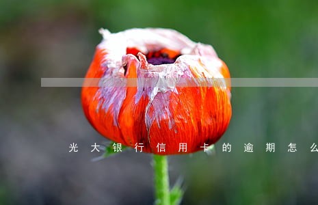 光大银行信用卡的逾期怎么办 光大银行信用卡的逾期怎么办