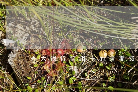 光大银行信用卡的逾期费 光大银行信用卡的逾期费