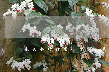 光大银行信用卡逾期4天还了