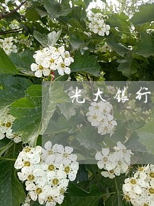 光大银行信用卡逾期50000 光大银行信用卡逾期50000