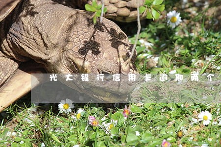 光大银行信用卡逾期两个月还款 光大银行信用卡逾期两个月还款