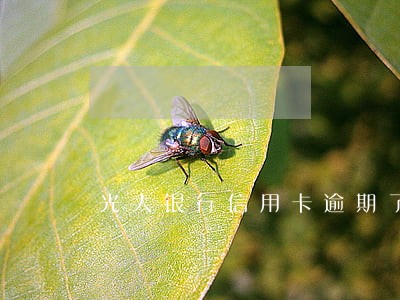 光大银行信用卡逾期了一万没还