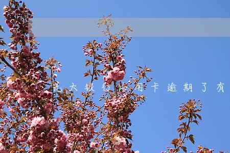 光大银行信用卡逾期了有呆账吗 光大银行信用卡逾期了有呆账吗