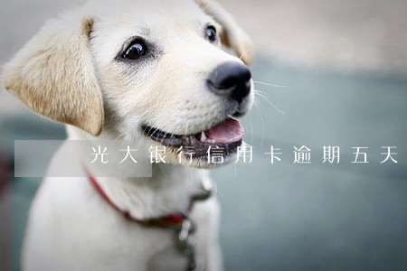 光大银行信用卡逾期五天怎办 光大银行信用卡逾期五天怎办